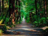 Дождевой Лес Южный Остров Новая Зеландия